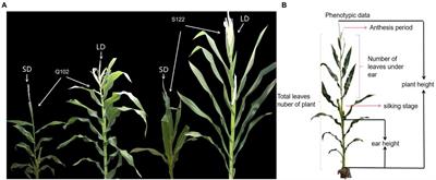 Fine Mapping and Functional Research of Key Genes for Photoperiod Sensitivity in Maize